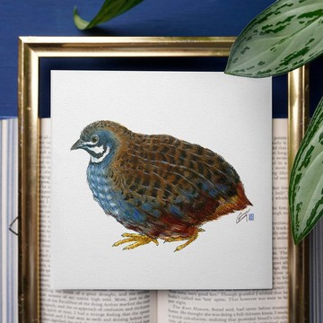 【藍胸鶉】藝術卡片| 鳥類生物插畫賀卡