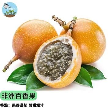 🌿【稀有新品】非洲百香果種子 又稱大果西番蓮 果肉香甜多汁 耐熱好種植 陽台庭院可種 台灣現貨 自產自採 水果達人必收