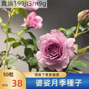現貨🌹【婆娑月季種子】（250粒）包對版 今年新種 多年生玫瑰種子  多頭豐花濃香 庭院陽台室內外盆栽花卉 綠植造景種籽