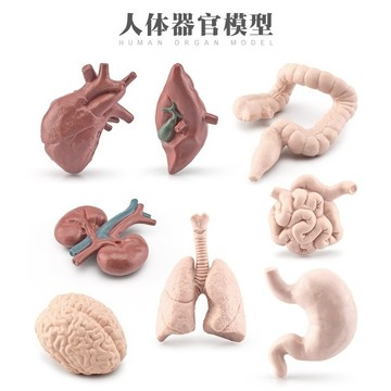 無用良品 仿真人體器官模型 小腸 大腸 肺 人體模型 器官模型 交換禮物 生日禮物 小廢物 上課無聊小玩具