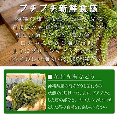 沖縄県産 海ぶどう(茎付き) 50g×2袋 沖縄の海の宝 プチプチ食感 海ぶどう 海藻 塩水漬け おつまみ