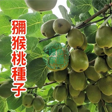 台灣出貨【獼猴桃種子】快速出貨奇異果種子 有機水果種子 四季播種 陽台庭院盆栽 耐寒耐旱 易養活種子 超高產量 限時福利