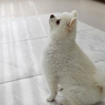 [MH家居] 韓國寵物折疊地墊 雪白大理石 - 70x180cm