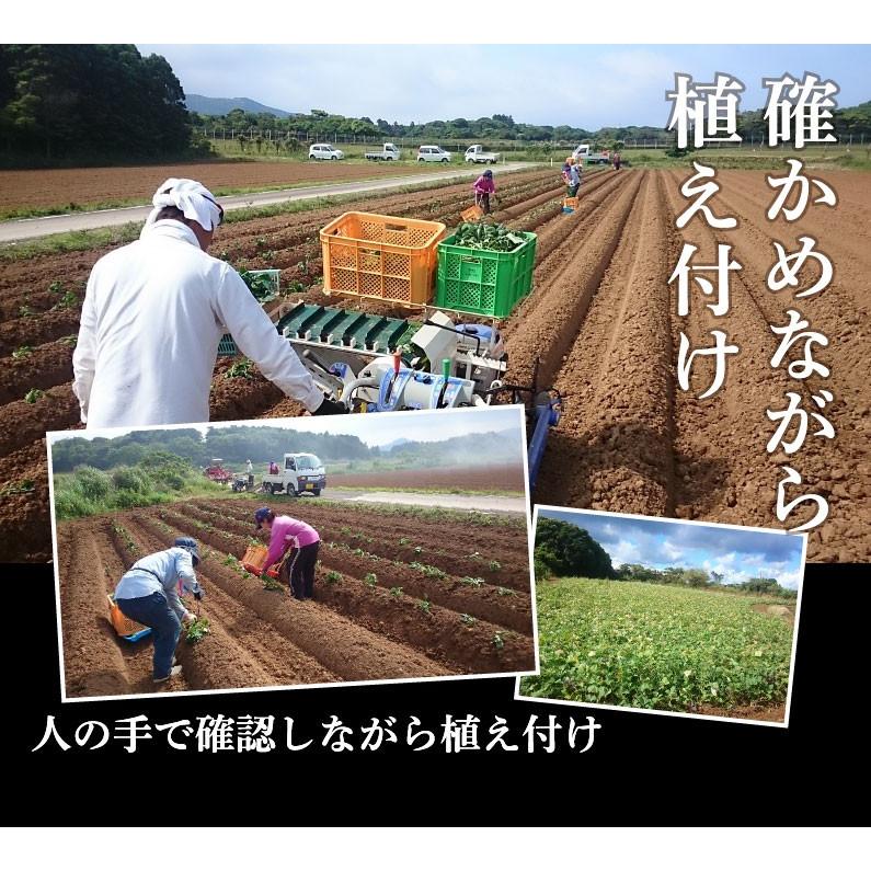 御歳暮 ギフト 安納芋 有機 プチ安納芋 安納いも あんのう芋 蜜芋 離乳食 五島列島 オーガニック S 2Sサイズ 10kg Y常