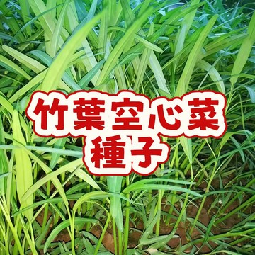 竹葉空心菜種子 蕹菜籽 應時蔬菜 家庭菜園 盆栽陽台 四季可播種 耐熱快收 台灣本土 青翠鮮嫩 有機栽培 新手友善