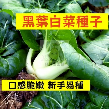 🌱【現貨-隔日到店】黑葉白菜種子 XBC-7 四季蔬菜 今年新種 新手易種 營養豐富 口感清脆 全年可栽培葉菜類種子