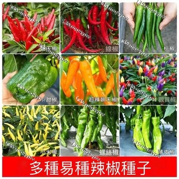 現貨 辣椒大全（100粒）四季高產 鬼椒 甜椒 朝天椒 一次收齊 陽台盆栽地栽均可 辣度任選 辣度分級種植 陽台變身辣椒