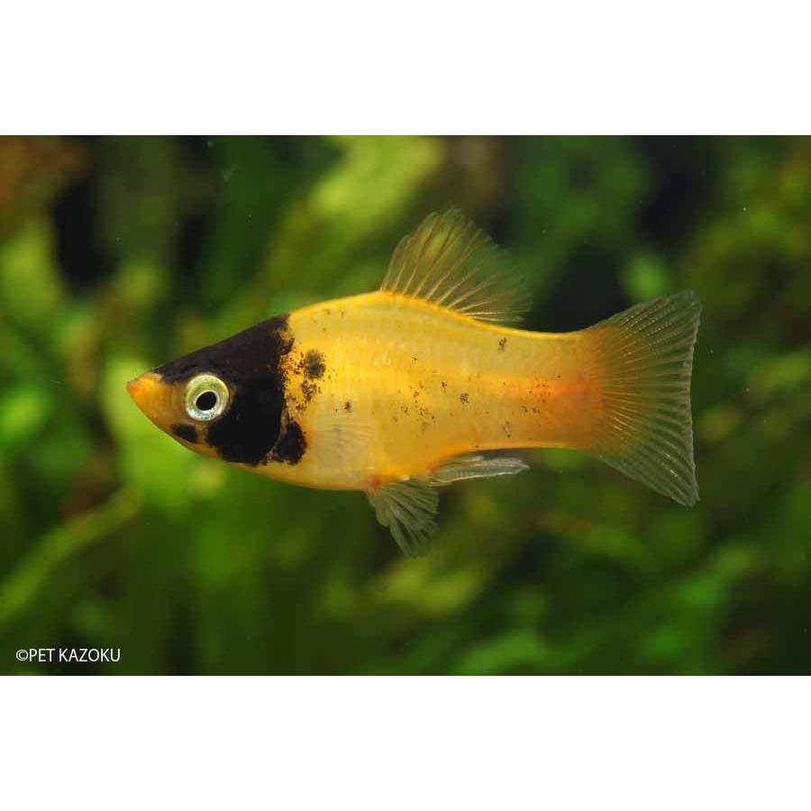 (熱帯魚)ミニブッシープレコ　約3-5cm　4匹