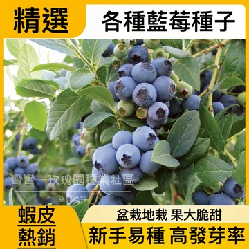 現貨 蝦皮熱銷 多款常見藍莓（1000粒）藍莓樹水果種子 大果藍莓 薄霧藍莓 蘭豐藍莓種子 大果高甜 盆栽藍莓 四季種植