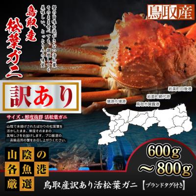 ふるさと納税 鳥取市 鳥取産訳あり活松葉がに 600g〜800g(大サイズ)