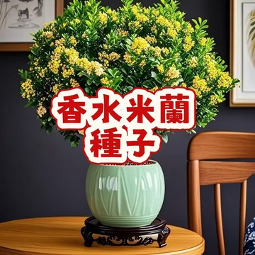 次日達-（香水米蘭種子）當季新籽 濃香型 發芽率高 產量高 新手易種植 陽台庭院盆栽 #自留種
