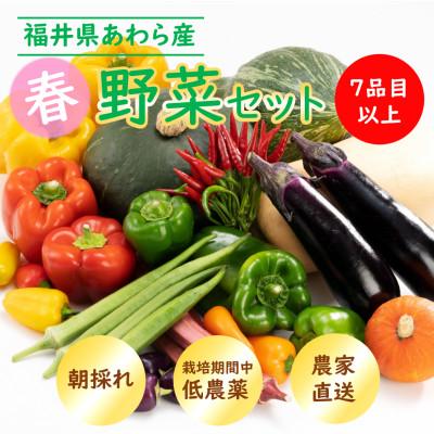 ふるさと納税 あわら市 農家直送 春野菜セット 1箱 7品目以上 《元気に育った新鮮野菜!》