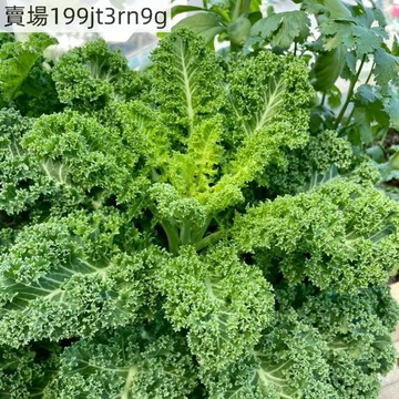 現貨🥬【羽衣甘藍種子】現貨（100粒）四季播種有機高鈣耐寒食用橄欖菜 大田盆栽易種植葉牡丹、牡丹菜蔬菜種子 可觀賞高产量
