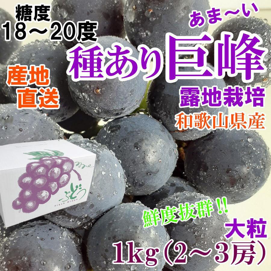 予約販売8月下旬発送予定  巨峰 約1kg 朝穫り 和歌山県産 巨峰ぶどう 種あり