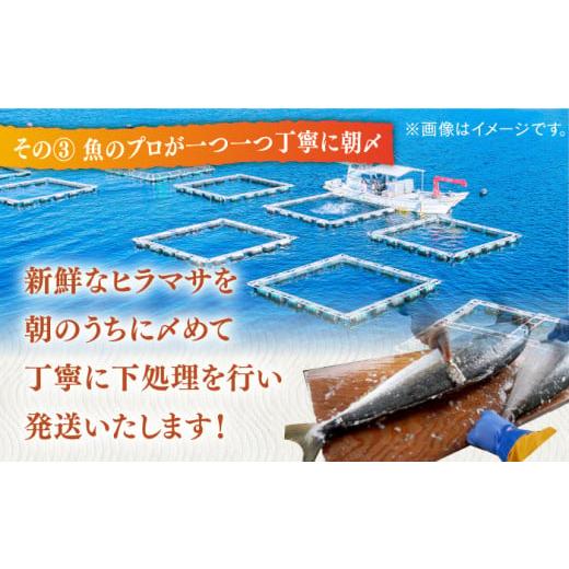 ふるさと納税 長崎県 平戸市 ヒラマサ（半身） 平戸なつ香 ヒラス 約1kg 平戸市 ／ 坂野…