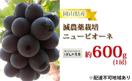 ぶどう 2024年 先行予約 ニュー ピオーネ 1房 約600g  減農薬栽培 ブドウ 葡萄  岡山県産 国産 フルーツ 果物 ギフト  ばんの農園