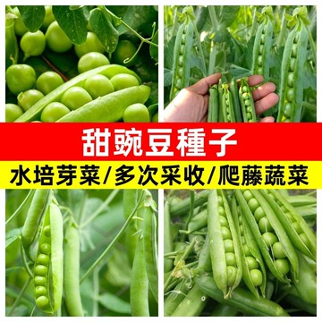 甜豌豆種子 香豌豆 麝香豌豆花 香花藤蔓 攀藤植物 切花品種 庭院花牆 陽台綠籬 芳療香草 易種花卉 室內瓶插 爬藤種子