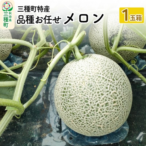 三種町特産 品種お任せ メロン メロン 1玉箱（品種お任せ）