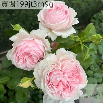 現貨🌹【妍姿月季種子】（250粒） 今年新種  多年生玫瑰種子  多頭豐花濃香飽滿 庭院陽台室內外盆栽花卉 綠植造景種籽