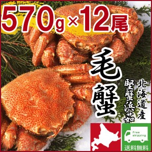 毛ガニ 毛蟹 カニ 蟹 姿  特大 北海道産 ボイル 毛がに 毛蟹 570g×12尾 かに けがに ギフト プレゼント 送料無料 お買い得 かにみそ