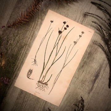 英國出版English Botany百年植物版畫