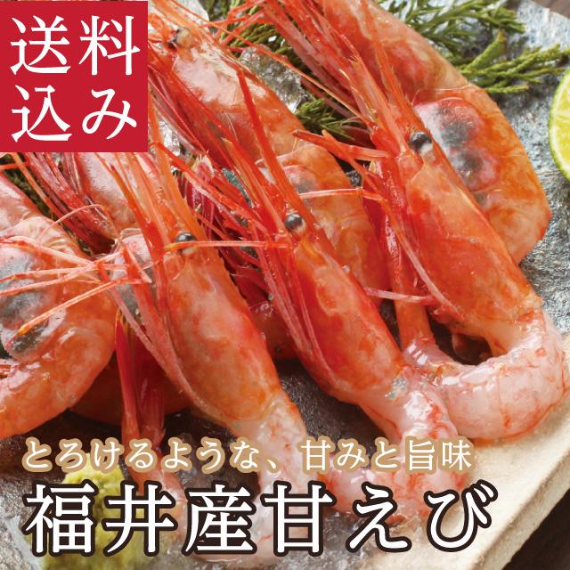 お歳暮 年越し 福井産「甘エビ」甘えび  海老 とろけるような甘み 大サイズ お造り 刺身