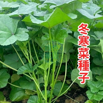 🔥寒冬限定！極耐寒冬寒菜種子｜霜凍翠綠美味｜居家陽臺輕鬆栽｜鮮嫩火鍋首選｜新手必備超好種｜搶鮮上市！❄️