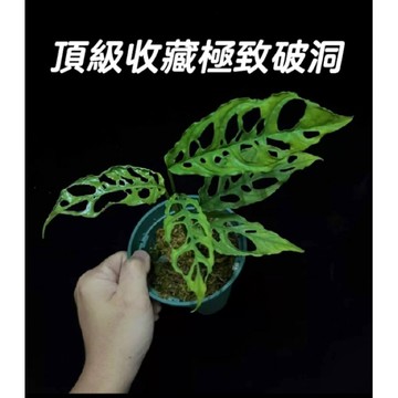 【小蔡的木作坊】Monstera obliqua 簡稱obq-最破的頂級洞洞龜背芋屬 龜背芋 珍稀植物夢幻的植物