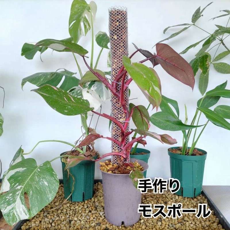植物支柱 園芸支柱 モスポール 高品質 手作り 1本用 3本用 5本用