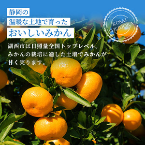 みかん 青島みかん 約10kg ミカン 蜜柑 フルーツ 果物 柑橘 柑橘類 柑橘系 1～2月発送 マルハマ