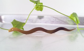 神蛇黃銅胸針