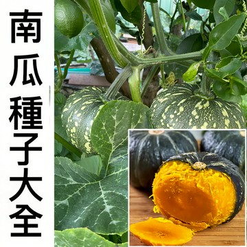 台灣發貨 新手易種【超多款南瓜種子】四季庭院陽台菜園種植 蔬菜種子 蜜本南瓜 貝貝南瓜 板栗南瓜 香芋南瓜種子 高產抗病