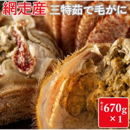 三特茹で毛がに　約670g×1尾＜網走産＞◆≪毛蟹 毛ガニ かにみそ カニ味噌 蟹味噌 毛ガニボイル カニボイル 冷凍≫