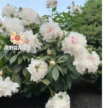 青禾園藝-白玉芍藥花種子 （SY-2）白色重辦濃香型多年生觀賞花卉耐熱大花型庭院陽台盆栽非牡丹四季可種植