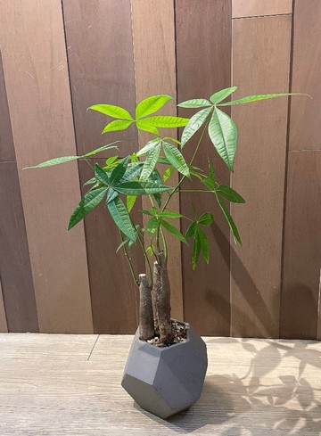 簡約發財樹盆栽