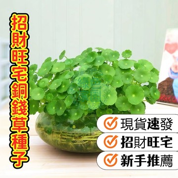 【招財旺宅銅錢草種子】圓滾滾水生植物 室內盆栽水培土培皆可 爆盆快好養殖 新手必備 財財運滾滾來  現貨速發