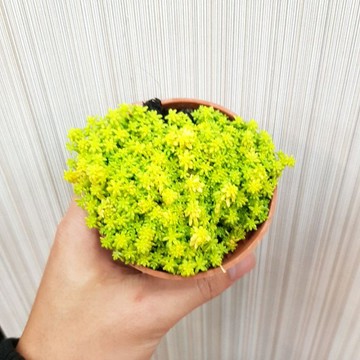 P老闆園藝~黃金萬年草 3吋盆