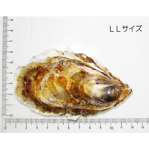 北海道 厚岸産 生牡蠣  「カキえもん」 殻付き ＬＬサイズ×10個　カキナイフ ・ 軍手付 　(90g以上 個)  カキ  かき 牡蠣