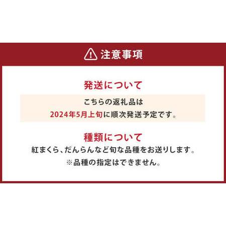 ふるさと納税 大玉西瓜（1玉入り）8kg以上 すいか スイカ 熊本県熊本市