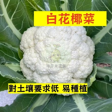 🌱早熟高產 白花椰菜種子HYC-8  對土壤要求低 易種植 菜花 易生長  高產 抗病抗旱易種植 高產蔬菜種子