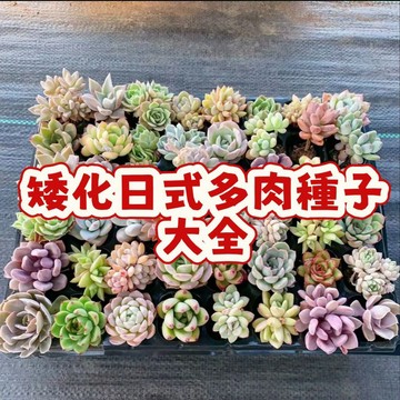超優惠（一元一粒多肉種子大全）矮化日式多肉種子盆栽  稀有盆品種 當季新籽 發芽率高 懶人易種植 觀賞性強 招財 好運