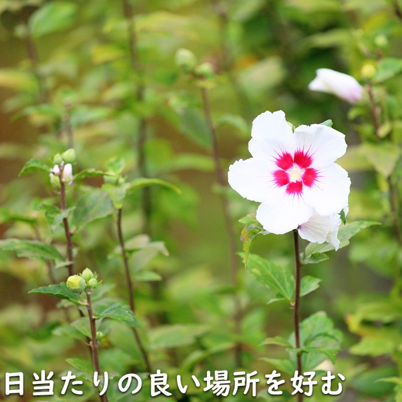 ムクゲ (品種指定不可) 0.3m 10.5cmポット 苗 | LINEブランドカタログ