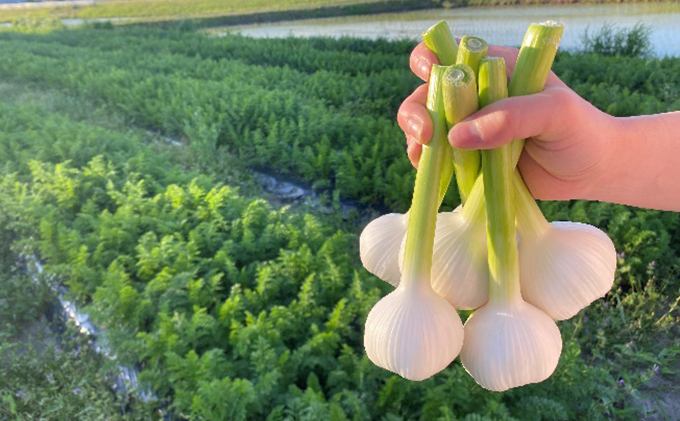 季節の野菜セット6か月連続お届け　栽培期間中　無農薬、無科学肥料