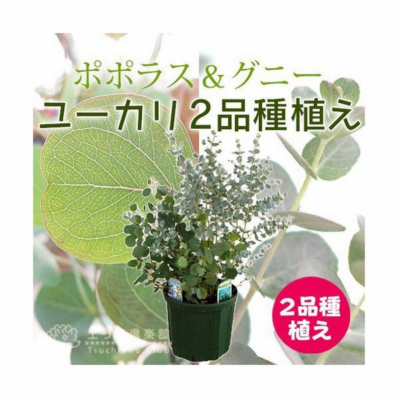 ユーカリ 2品種植え ポポラス グニー 8号スリット鉢 通販 Lineポイント最大0 5 Get Lineショッピング