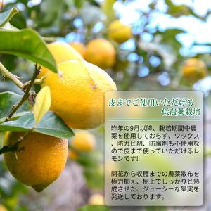 ふるさと納税 EA6025n_完熟 レモン 10kg 皮までご使用いただける低農薬栽培! 和歌山県湯浅町