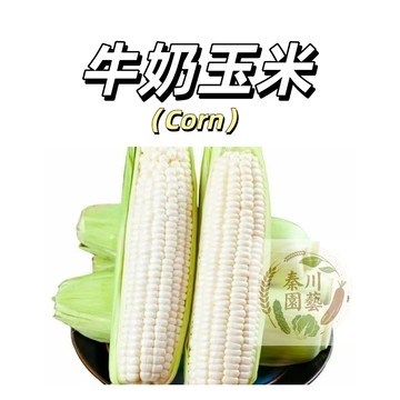 現貨🌽（新品-牛奶玉米種子）水果白甜糯玉米 白龍王玉米種子超甜四季播種粘糯非轉基五穀種子@食用蔬菜種子