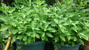 白鶴靈芝苗(每株40元)台灣種植