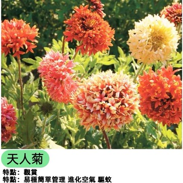 天人菊種子 宿根天人菊 台灣原生野花種子 耐旱耐風 開花植物 海濱植物 花壇盆栽 綠化美化 易種植 開花季長 四季可播