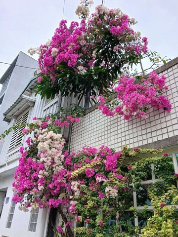 碧雲莊大地坪庭院別墅｜花蓮縣花蓮市介林六街