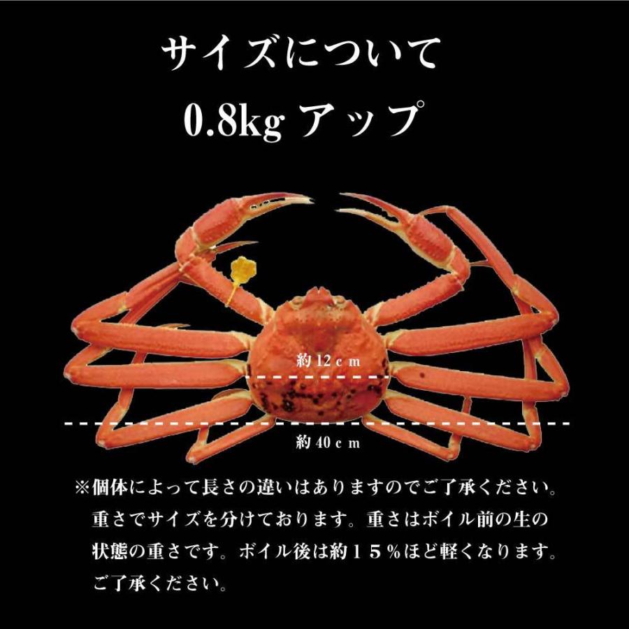 茹で越前がに 0.8kg 1パイ 冷蔵 便 越前ガニ かに カニ 蟹 ズワ イ ズワイガニ お取り寄せ 福井  かに カニ 蟹